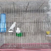 قناری سفید و طلایی و سرخ|پرنده|شیراز, محراب|دیوار