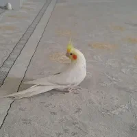 عروس هلندی شاه تخم