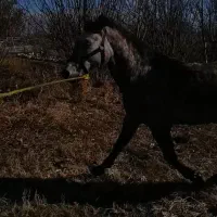 اسب کرد اصیل ایرانی