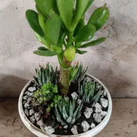 دیش گاردن بنسا