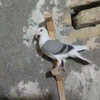 کفتر|پرنده|گلبهار, نوبهار|دیوار