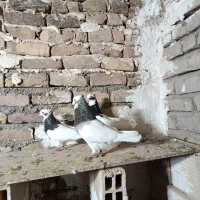 کبوترطوقی سیاه کبود سرکه ای