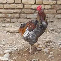 گلین