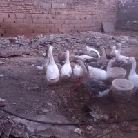 تعدادی قوغاز اصل سفید خاکستری  درشت سالم وسلامت|حیوانات مزرعه|کلاله, |دیوار