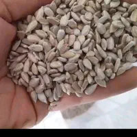 مغز تخمه آفتابگردان ایرانی