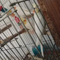 یک جفت عروس هلندی همراه با جوجوشون