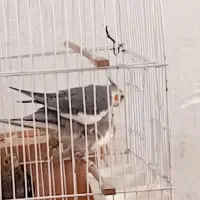 باسلام ۵ عدد عروس هلندی از بهترین نسل ها فروشی