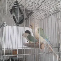 گرنچیک مولد|پرنده|آران و بیدگل, |دیوار