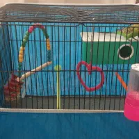 مرغ عشق|پرنده|بروجن, |دیوار