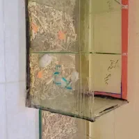 همستر کمپل|موش و خرگوش|شاهین‌شهر, مخابرات (شهید بهشتی)|دیوار