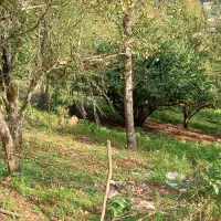 زمین ویلایی در دل جنگل واقع در آستارا روستای هودول|فروش زمین و ملک کلنگی|آستارا, |دیوار