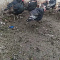 تعدادی بوقلمون محلی|حیوانات مزرعه|پیرانشهر, |دیوار