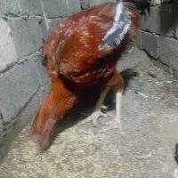 فروش دو عدد خروس لاری با ۶ عدد جوج