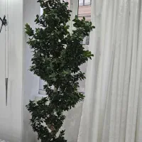 درختچه های فوق زیبا کلکسیونی بسیار خاص|گل و گیاه طبیعی|تهران, قبا|دیوار