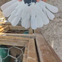 کفتر کبوتر سرور دم سفید زاغ دم سفید|پرنده|قم, در بهشت|دیوار