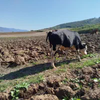 گوساله نر