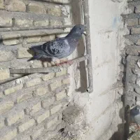 جوجه مصافتی|پرنده|فاضل آباد, |دیوار