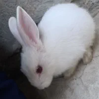 خرگوش