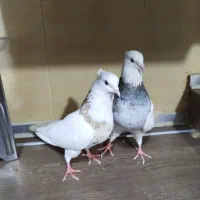 کبوتر