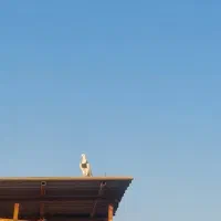 طوقی|پرنده|مینودشت, |دیوار