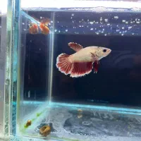 فایتر ماده هافمون