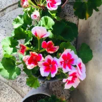 گل آپارتمانی