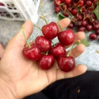 گیلاس و آلبالو درجه ۱