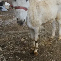 3عددنرخراخته