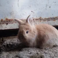 خرگوش نر وماده|موش و خرگوش|شاهین دژ, |دیوار