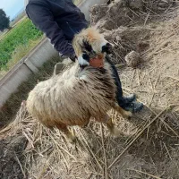 گوسفند فروشی