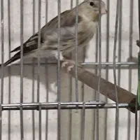سهره قناری جوجه