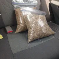 بذر شوید گاوریش، صادراتی