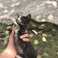 بچه گربه