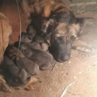 سگ سرابی اصیل درجه یک