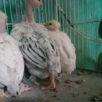 جوجه گردن لخت پرپا
