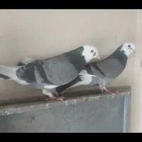 کفتر بعدازظهری پریده بشرط