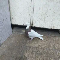 سلام طوقی سرخ|پرنده|مشهد, رده|دیوار