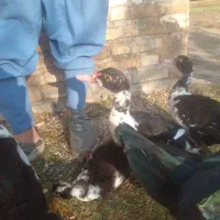 اردک اسراییلی|حیوانات مزرعه|گنبد کاووس, |دیوار