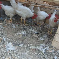 فروش خروس جوان