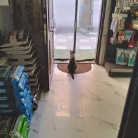 نظافت منزل|خدمات نظافت|نوشهر, |دیوار