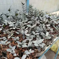 فروشی زامفولیا|گل و گیاه طبیعی|گتاب, |دیوار