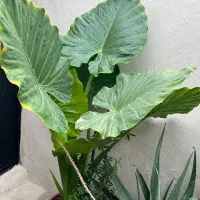 کاکتوس صخره ای|گل و گیاه طبیعی|رشت, لاکان شهر|دیوار