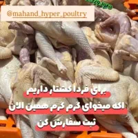 غاز .اردک.مرغ و خروس کبابی .بوقلمون|حیوانات مزرعه|رشت, فلسطین|دیوار