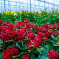 استخدام کارگر خانم