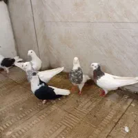 کبوتر|پرنده|کرمانشاه, |دیوار