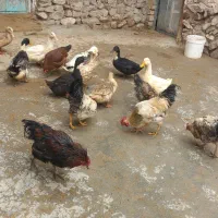 اردک و خروس محلی|حیوانات مزرعه|ضیاء آباد, |دیوار