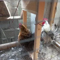 مرغ و خروس مینیاتوری