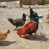 مرغ و خروس اصیل لری