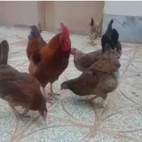 خروس  و مرغ محلی