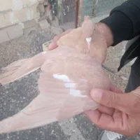 کبوتر سرک زرد ماده|پرنده|جهرم, |دیوار